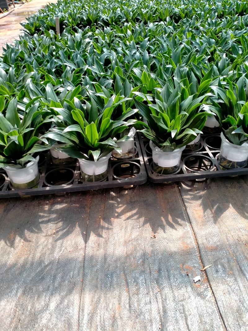 金钱树，包邮，盆栽室内花卉小盆景办公室绿色植物客厅招财