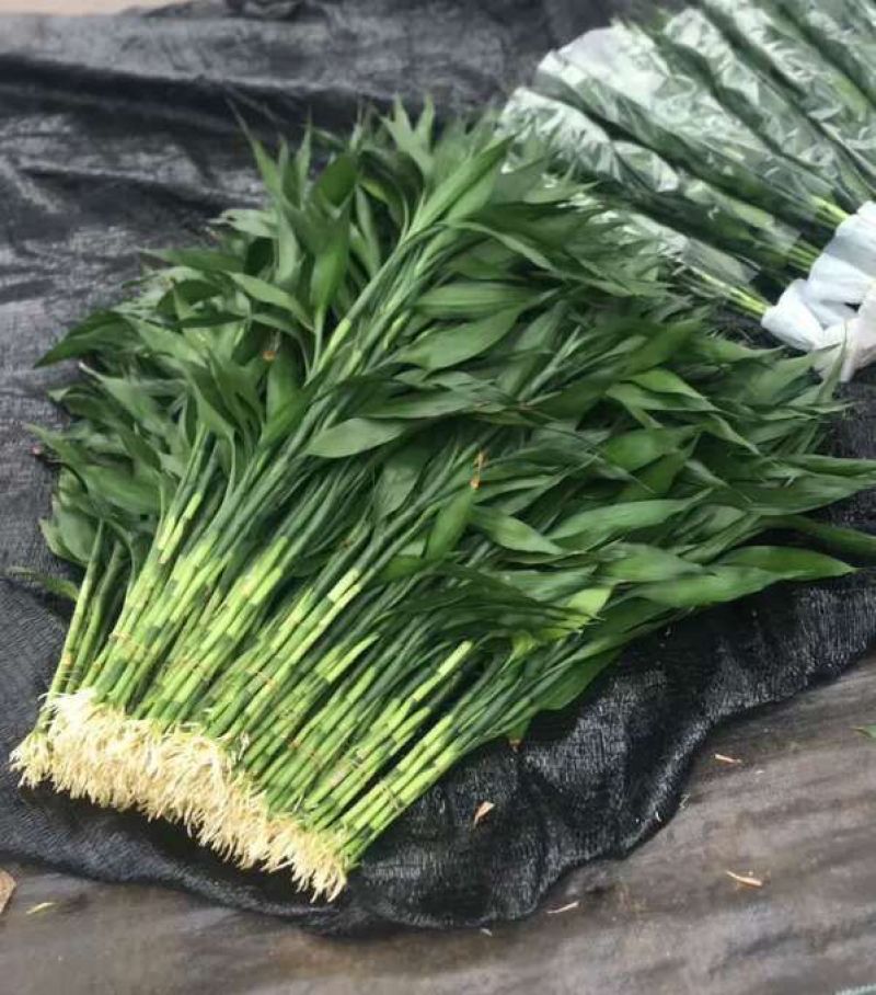 发财树，包邮，绿植小盆栽是室内摆放之优品有去甲醇之功效