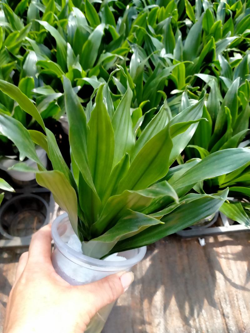 带根富贵竹，包邮，中竹，小竹一手好货，货源充足