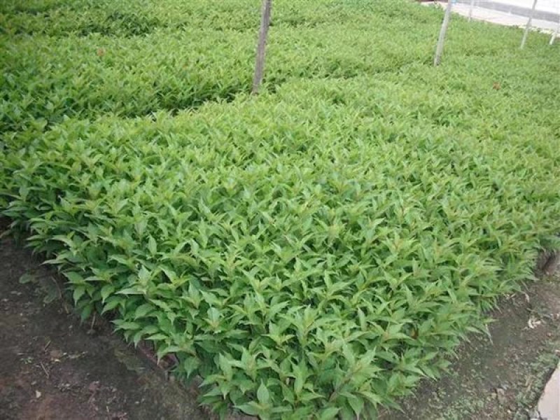 红王子锦带庭院篱笆围墙绿化苗木花灌木王子锦带花苗