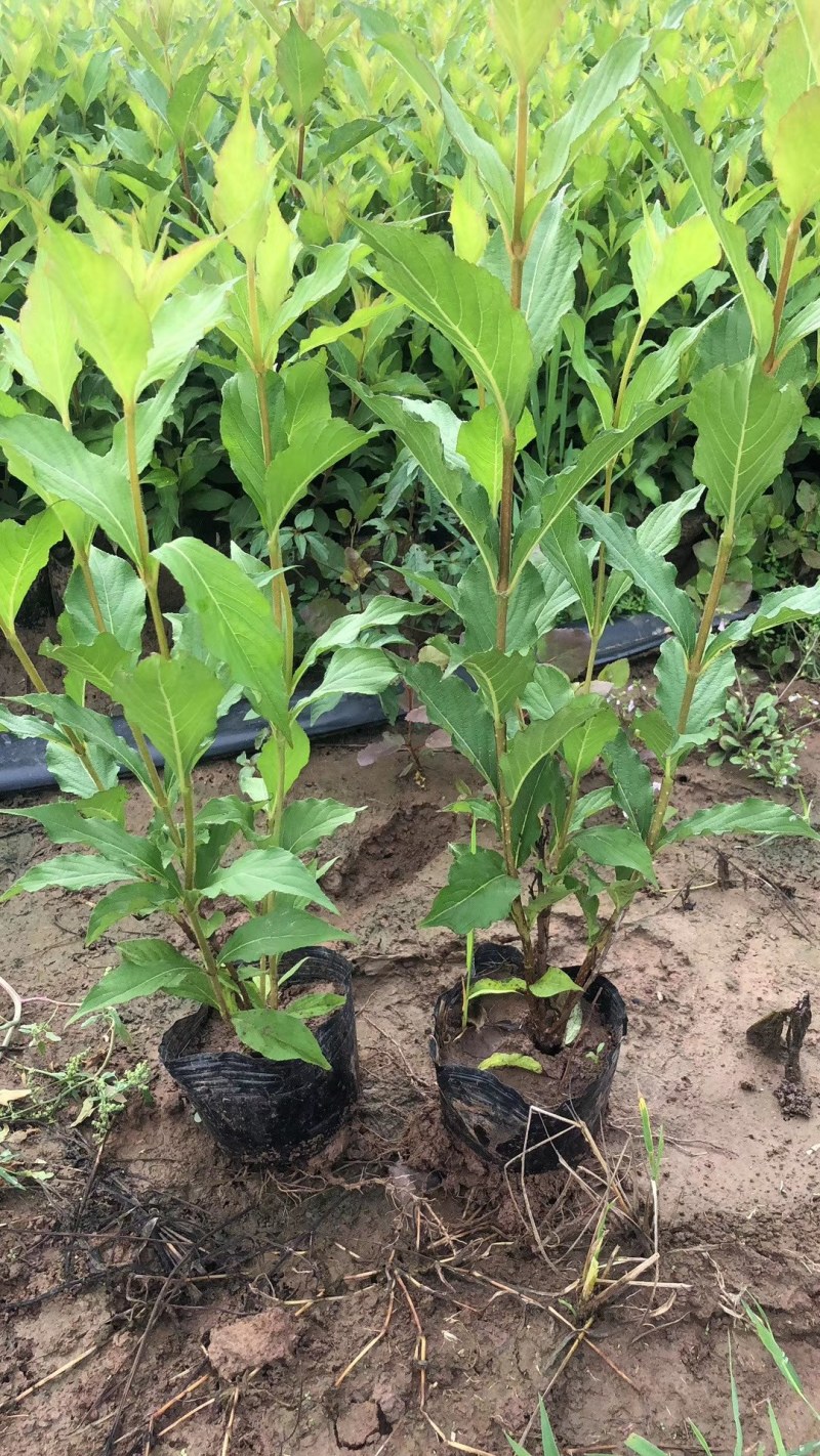 红王子锦带庭院篱笆围墙绿化苗木花灌木王子锦带花苗