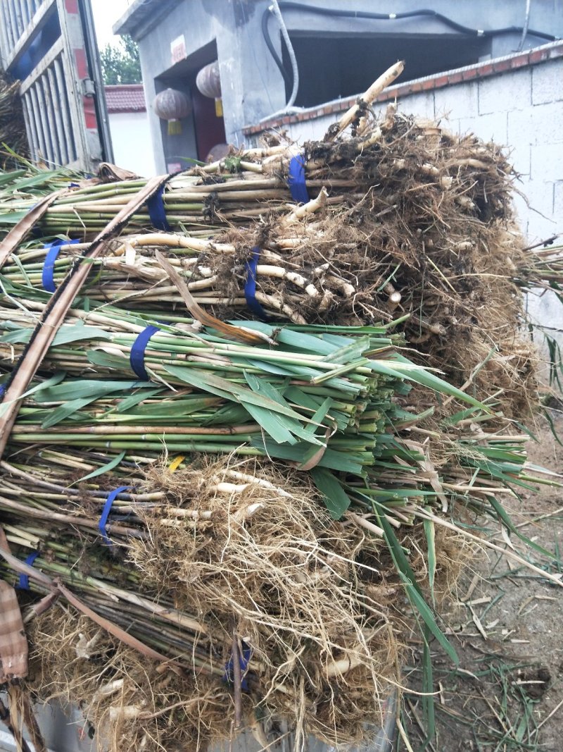 水生植物芦苇