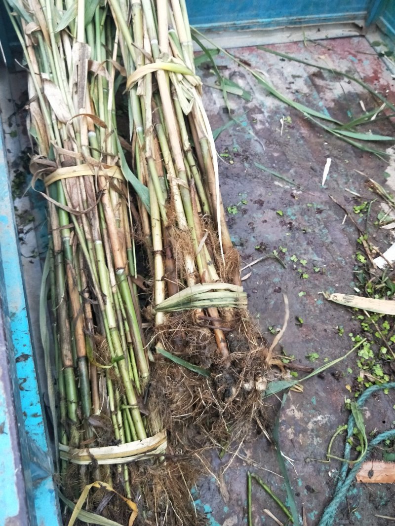 水生植物芦苇