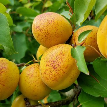 【热卖中】荷兰香蜜杏50mm以上应季水果蜜甜爽口