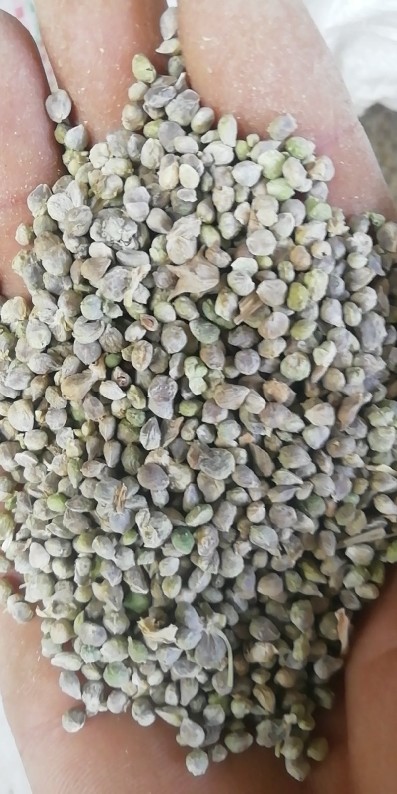耐抽苔春秋大叶菠菜籽