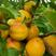 【全国发货】原产地荷兰香蜜杏苗木产地直供创业可选技术指导
