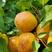 【全国发货】原产地荷兰香蜜杏苗木产地直供创业可选技术指导