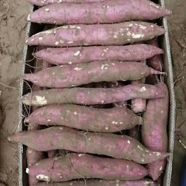 板栗红薯