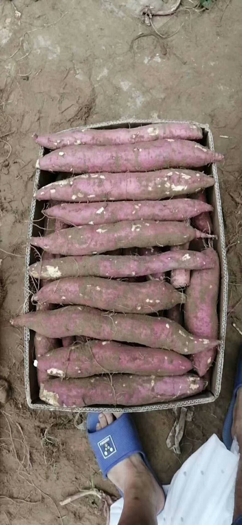板栗红薯