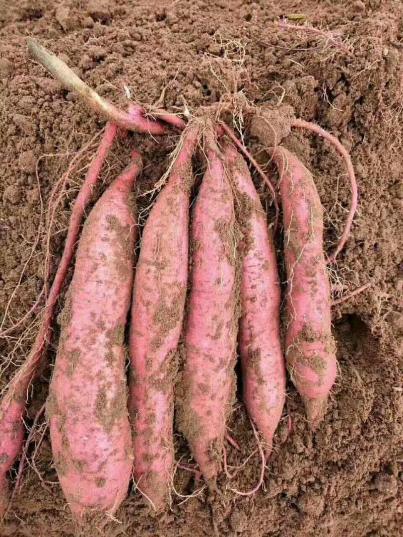 板栗红薯
