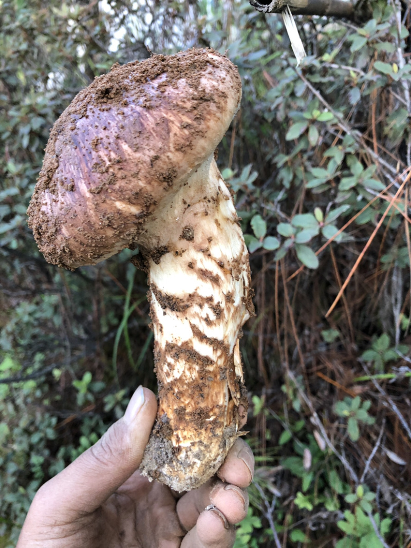 新鲜松茸大量上市了欢迎下单