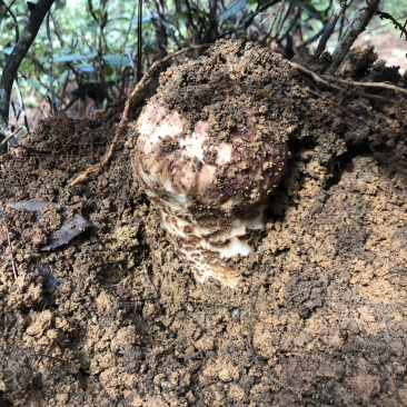 新鲜松茸大量上市了欢迎下单