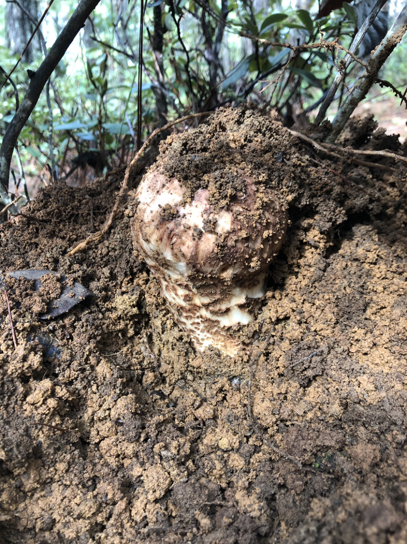 新鲜松茸大量上市了欢迎下单
