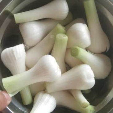 【精选】青蒜头鲜半蒜，头大质优，代发。