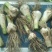 【精选】青蒜头鲜半蒜，头大质优，代发。