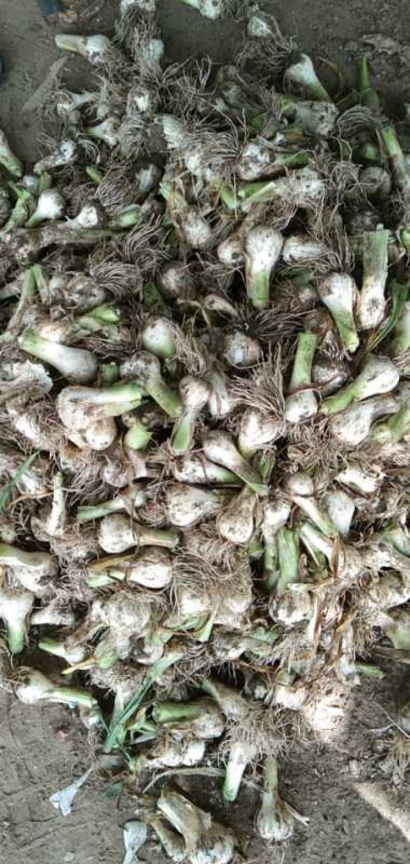 【精选】青蒜头鲜半蒜，头大质优，代发。