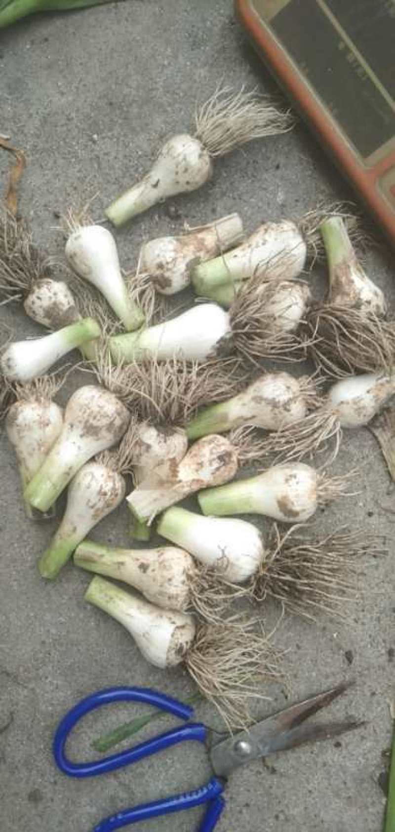 【精选】青蒜头鲜半蒜，头大质优，代发。