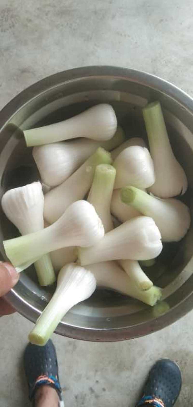 【精选】青蒜头鲜半蒜，头大质优，代发。