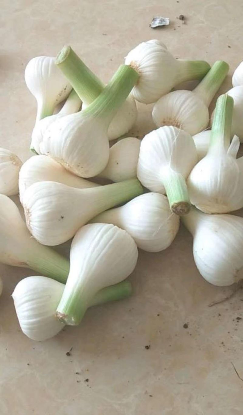 【精选】青蒜头鲜半蒜，头大质优，代发。