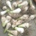 【精选】青蒜头鲜半蒜，头大质优，代发。