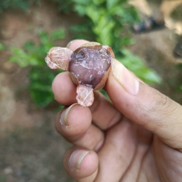 新品种紫肉黄皮果营养杯苗