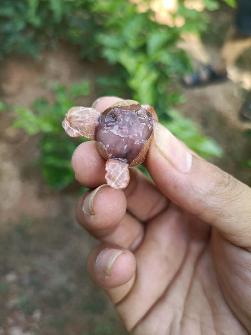 新品种紫肉黄皮果营养杯苗