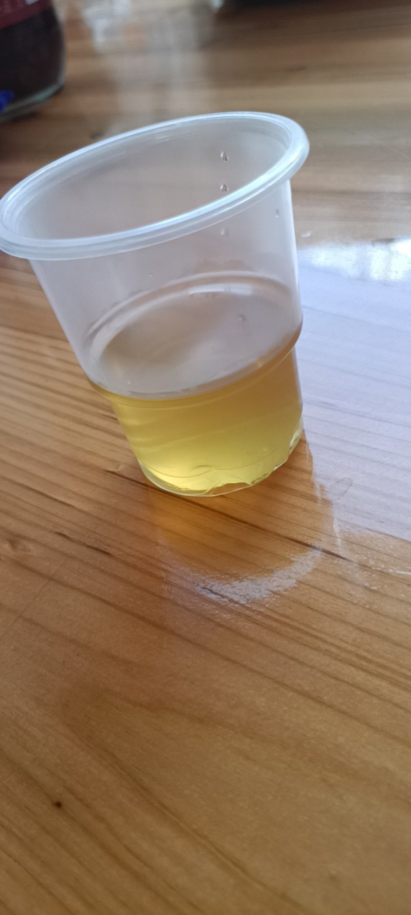 新品种紫肉黄皮果营养杯苗