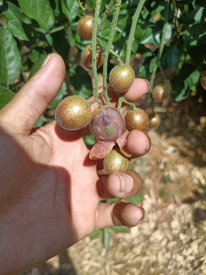 新品种紫肉黄皮果营养杯苗