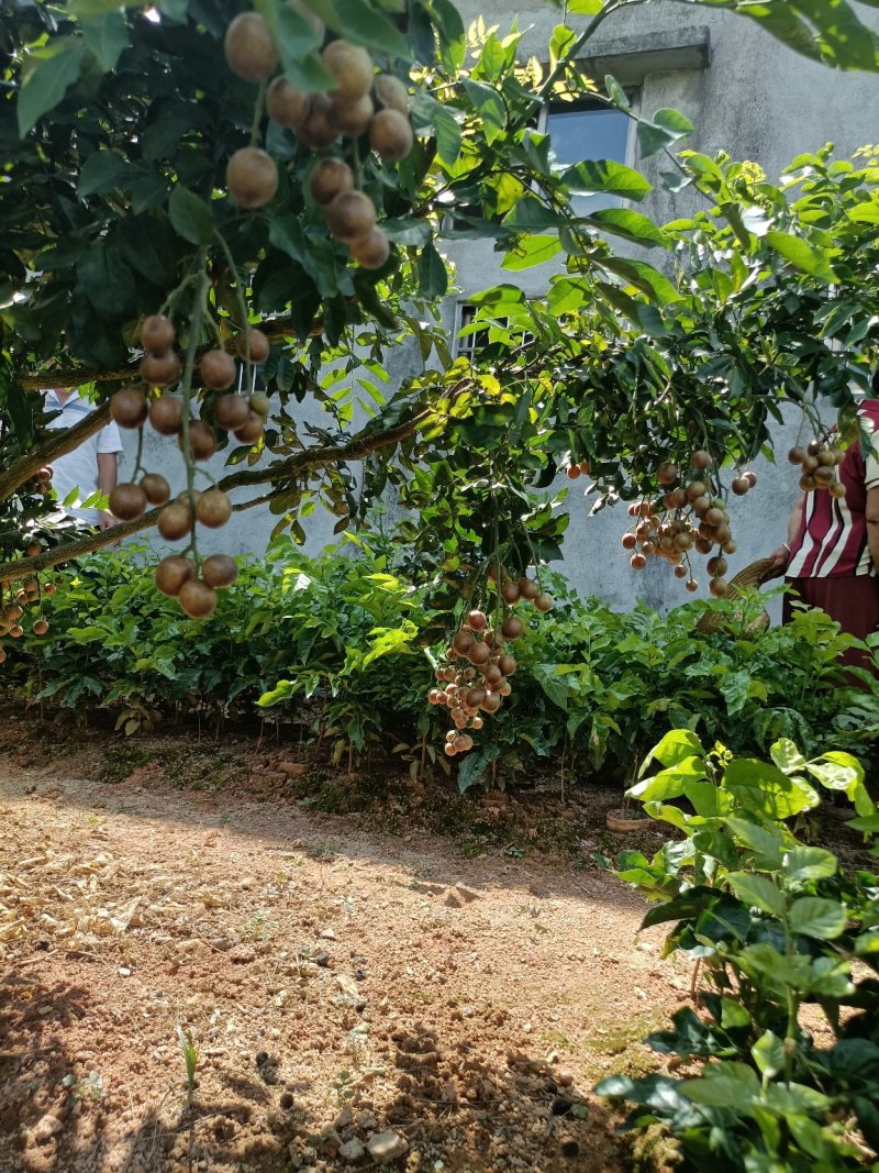 新品种紫肉黄皮果营养杯苗