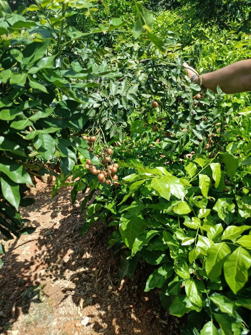 新品种紫肉黄皮果营养杯苗