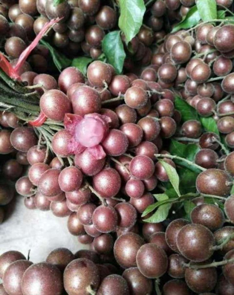 紫肉黄皮苗新品种黄皮苗带泥广西发货包邮