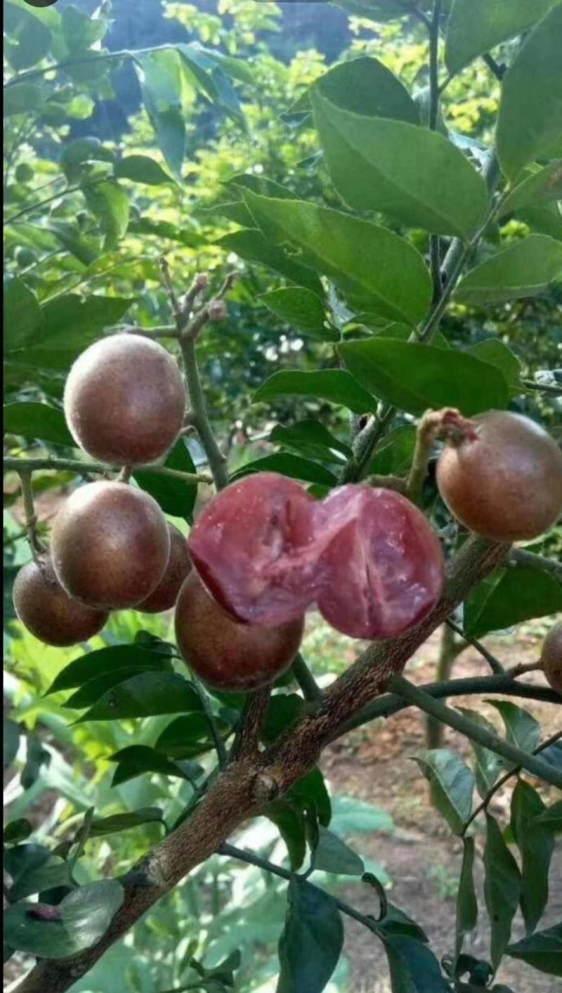 紫肉黄皮苗新品种黄皮苗带泥广西发货包邮