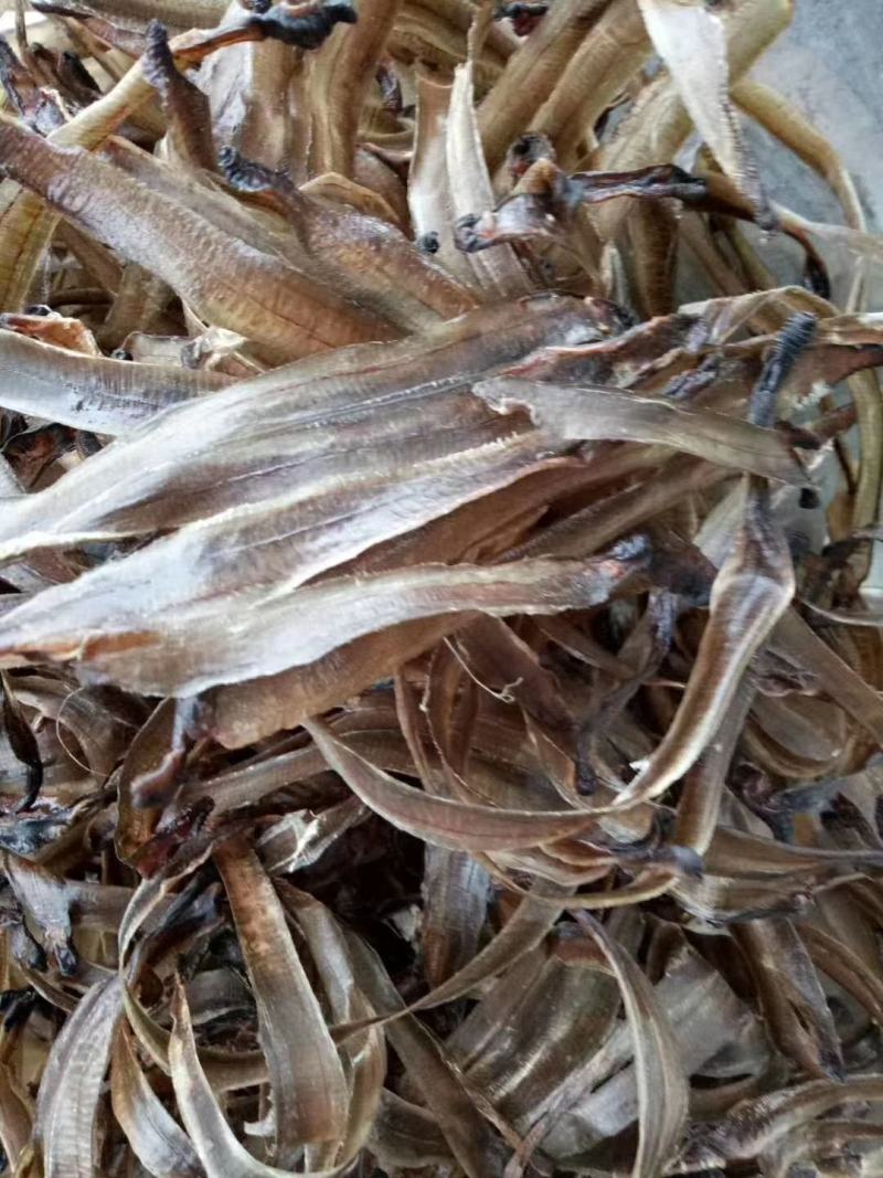 广东地龙干，钓鱼鲜活专用，都是当天的货