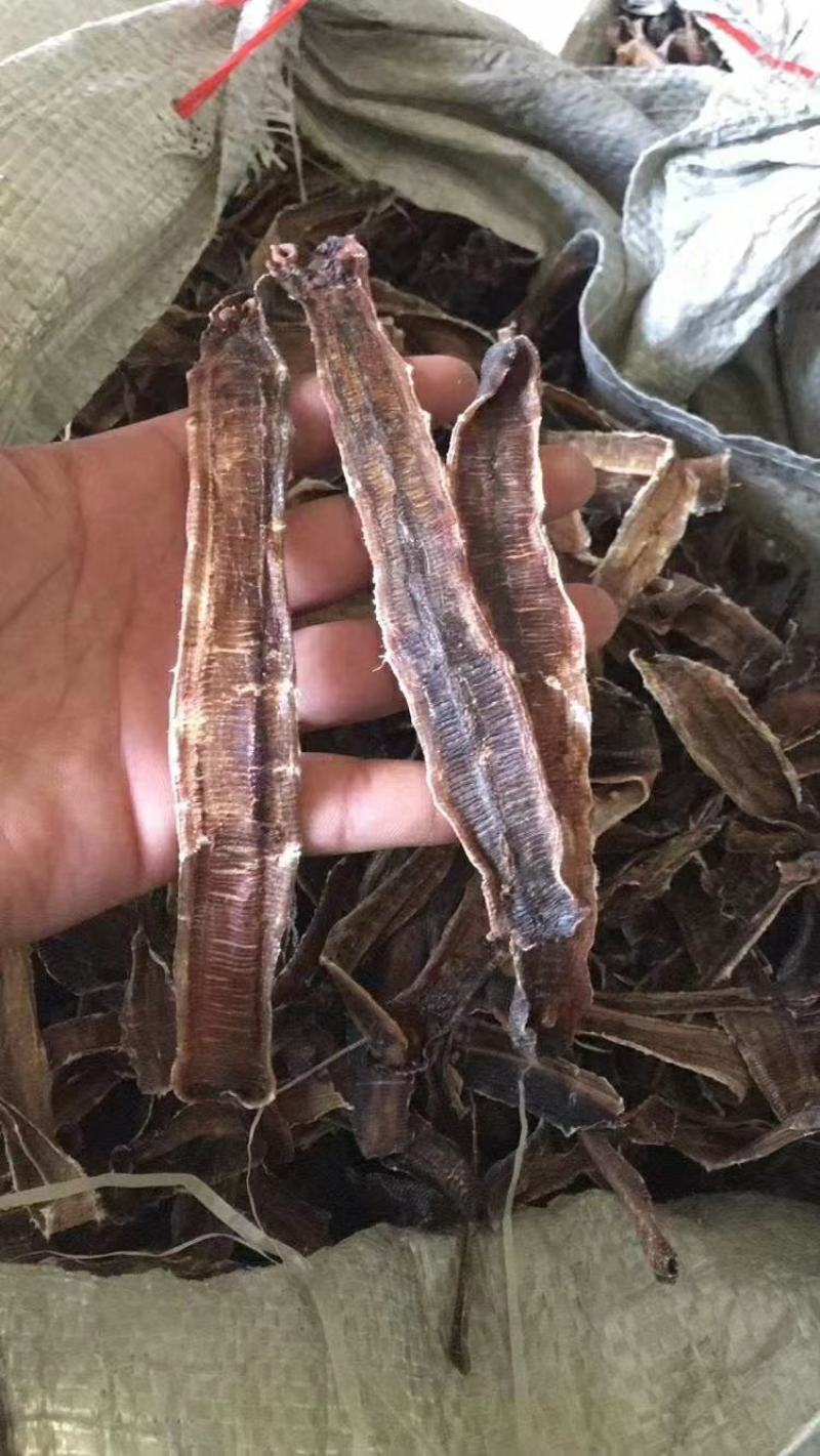 广东地龙干，钓鱼鲜活专用，都是当天的货