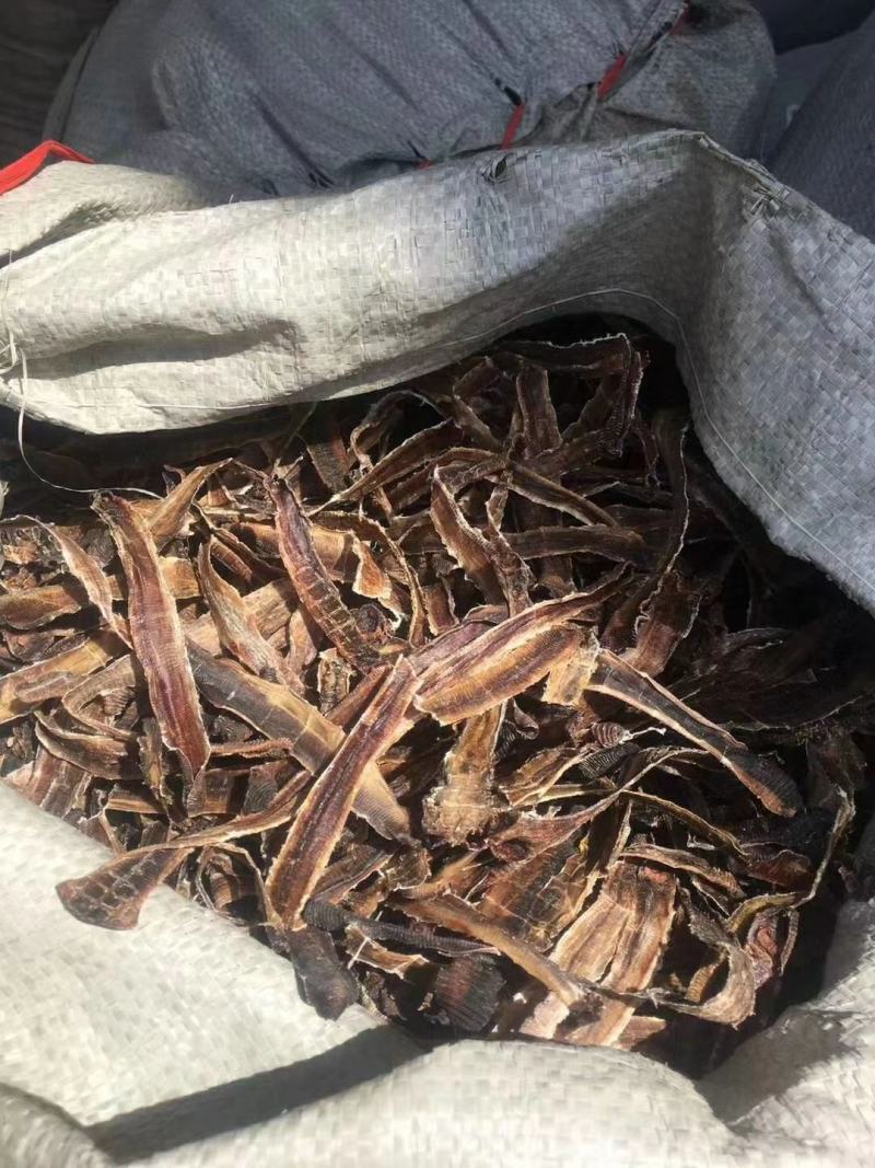 广东地龙干，钓鱼鲜活专用，都是当天的货