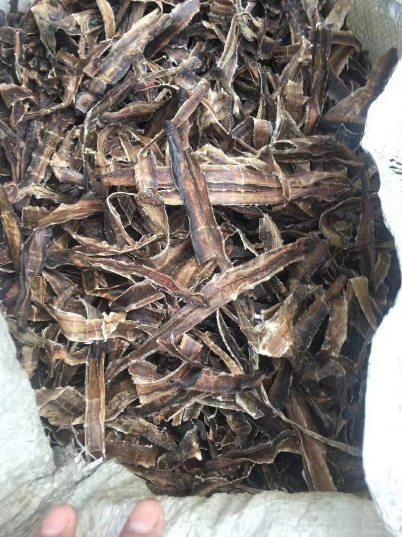 广东地龙干，钓鱼鲜活专用，都是当天的货