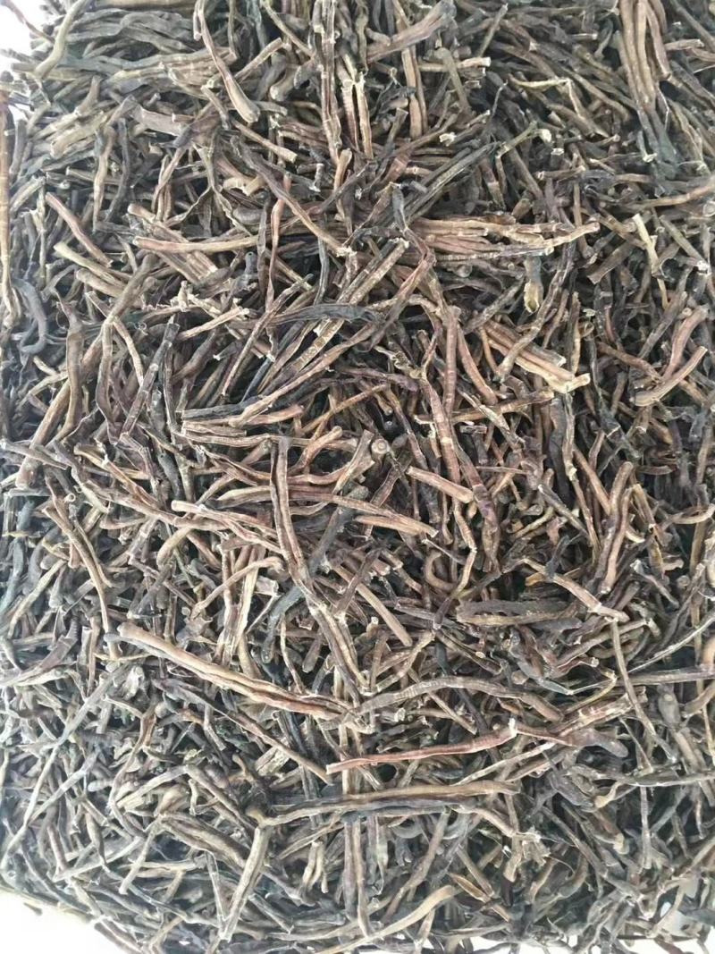 广东地龙干，钓鱼鲜活专用，都是当天的货