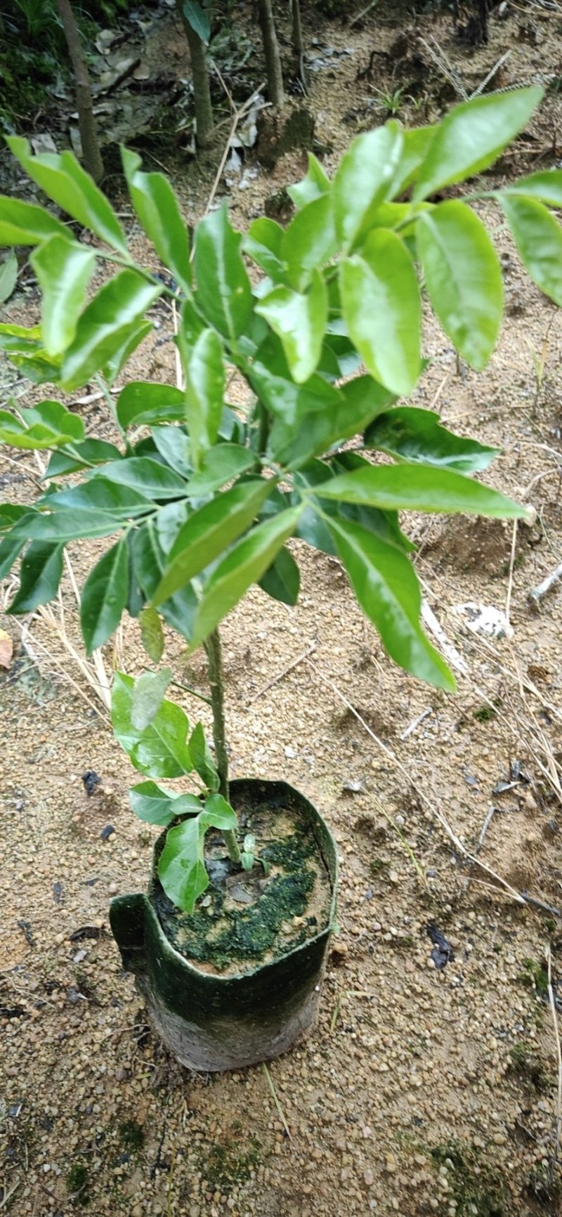 紫肉黄皮苗新品种黄皮苗带泥广西发货包邮
