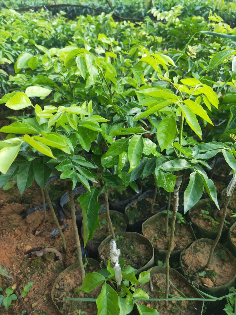 紫肉黄皮苗新品种黄皮苗带泥广西发货包邮