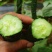 黄瓜应季黄瓜露天种植油皮密刺黄瓜高品质蔬菜