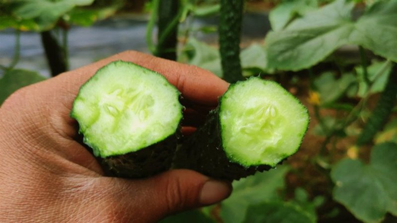 黄瓜应季黄瓜露天种植油皮密刺黄瓜高品质蔬菜