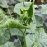 黄瓜应季黄瓜露天种植油皮密刺黄瓜高品质蔬菜