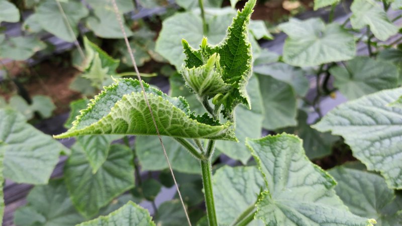 黄瓜应季黄瓜露天种植油皮密刺黄瓜高品质蔬菜