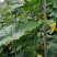 黄瓜应季黄瓜露天种植油皮密刺黄瓜高品质蔬菜