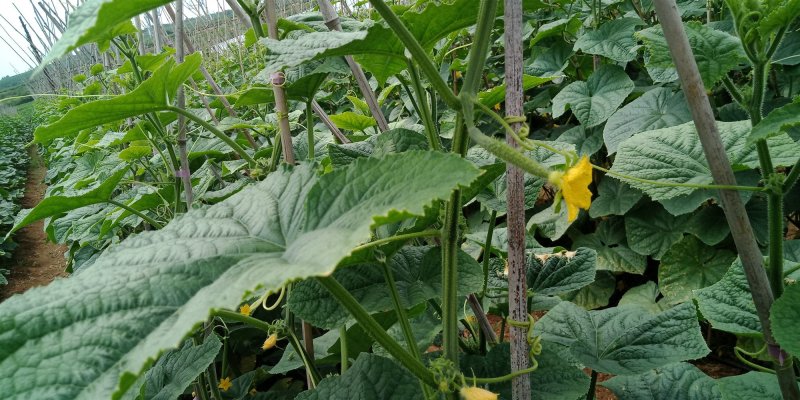 黄瓜应季黄瓜露天种植油皮密刺黄瓜高品质蔬菜