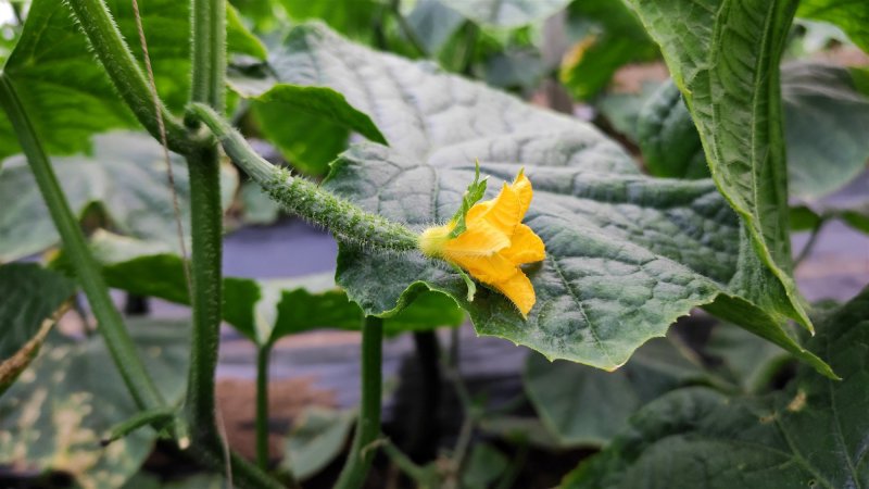 黄瓜应季黄瓜露天种植油皮密刺黄瓜高品质蔬菜