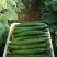 黄瓜应季黄瓜露天种植油皮密刺黄瓜高品质蔬菜