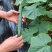 黄瓜应季黄瓜露天种植油皮密刺黄瓜高品质蔬菜