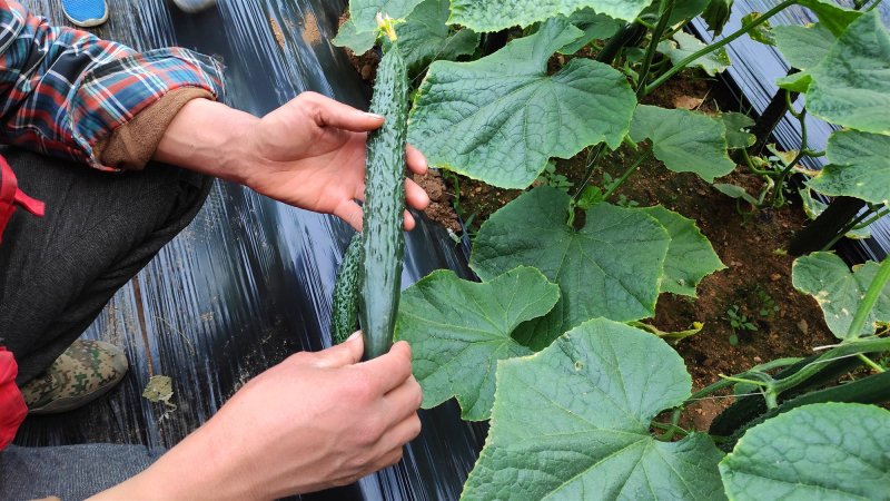 黄瓜应季黄瓜露天种植油皮密刺黄瓜高品质蔬菜