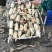 200亩大珍珠藕，基地直销，可根据客户的需求来制定莲藕的